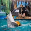 Дельфинарии, океанариумы в Зернограде